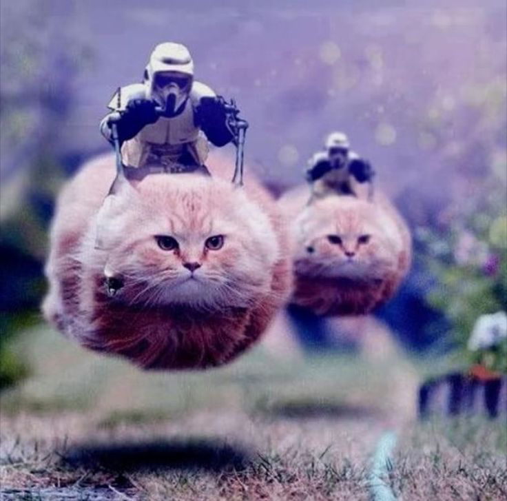 hovercats